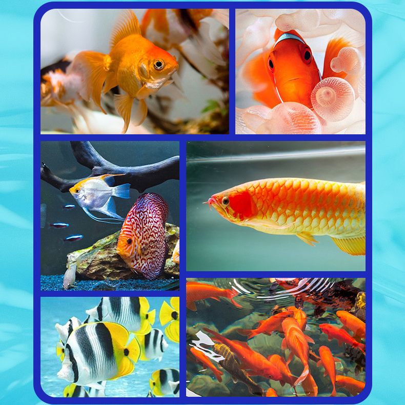 🔥Purificateur d'eau pour aquarium, éliminateur d'algues