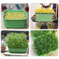 💚Stackable Bean Sprout Growing Box🎉 Second One at Half Price ! Conception multicouche, parfait pour la culture à domicile, la vie saine et verte !