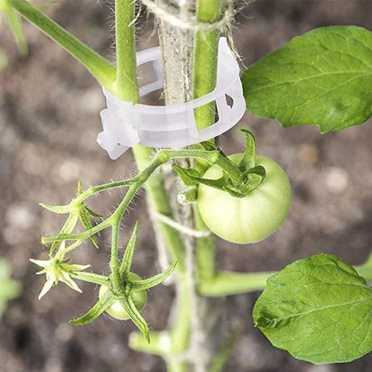 🗜️Clips pour plantes grimpantes – Attaches en plastique pour tomates et plantes grimpantes 🌱🍅