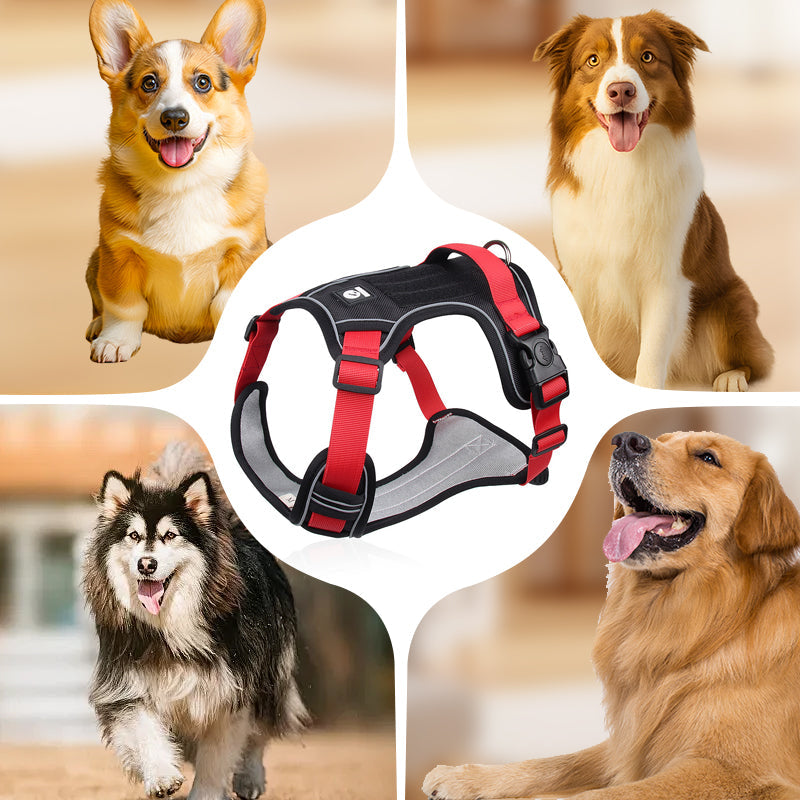 💐60% DE RÉDUCTION ! Harnais anti-traction avec laisse LED – Sécurité maximale pour vos promenades nocturnes 🐕✨【Offre Limitée】