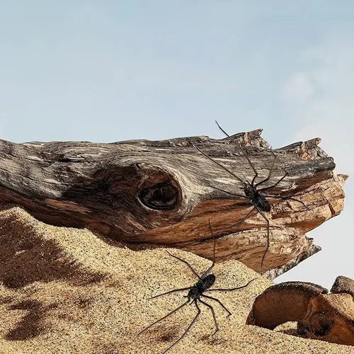🎉🕷️ Aimants araignées réalistes – Décorez votre frigo, votre garage et votre voiture avec des bonbons ou un sort – Amusez-vous pour Halloween toute l'année ! 🏠