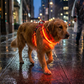 Harnais pour chien lumineux à LED pour les promenades nocturnes